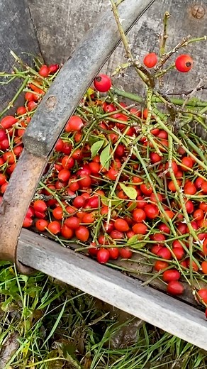 As we step into Autumn, have a peek amongst the hedgerows for jewelled delights. Try this delicious Spiced Crab Apple and Rosehip Jelly recipe created by Cherie Denham. | Country Living Magazine