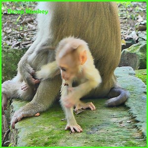 2K views · 100 reactions | Baby monkey crying loudly when she fall down from the rock! so pity! | RESEP Monkey | Facebook