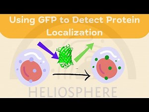 Using GFP to Detect Protein Localization | Cell Biology Research | Techniques