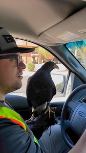 Car hawking | Desert Kings Falconry