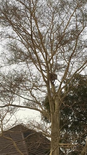 30K views · 268 reactions | Baboon Sounds The Alarm #wildlife #baboon #animals | Wildest Kruger Sightings | Facebook