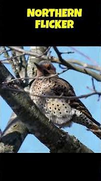 Sounds of Spring: Mating Season for Our Feathered Friends #4k