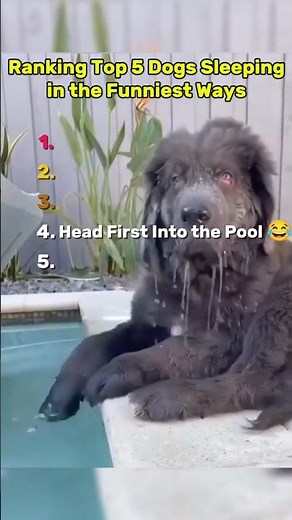 The Most Hilarious Dog Sleeping Positions