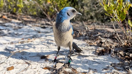 Tune into Wildlife Nation tomorrow on ABC to see Jeff Corwin’s Florida Scrub-Jay encounter with Archbold’s Avian Ecology team! Check your local listings for airtimes. 🌿 | Archbold Biological Station