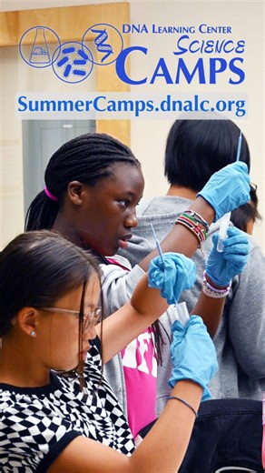 Your child will learn lab skills, build academic confidence, and boost their college profile — all while having fun and forging friendships. | Cold Spring Harbor Laboratory DNA Learning Center