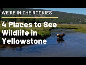 Where to Rent Binoculars in Yellowstone - wereintherockies
