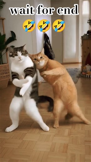 funny cat videos 🤣 #funnyvideo #viralvideo #trendingshorts #funnycats #funnydance #catvideos #viral