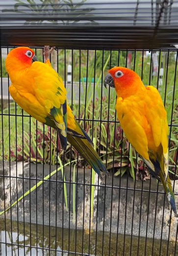 sunconure high yellow indukan