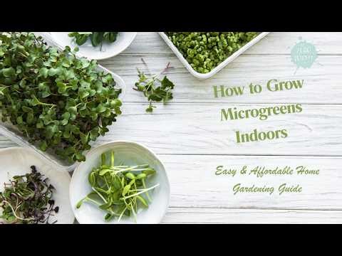 How to Grow Microgreens Indoors 🌱 Easy & Affordable Home Gardening Guide