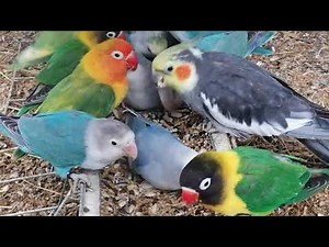 #Belles couleurs, des #Inséparables, #love birds aviary,