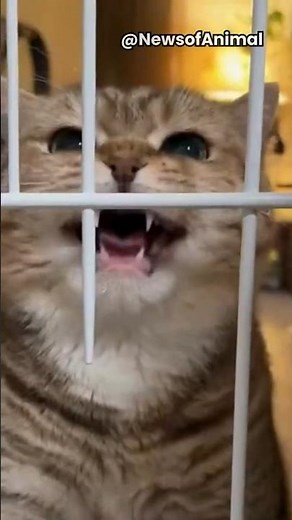 Meme Cat SCREAMS at His Owner 😱🐱 | Funniest Angry Cat Reaction Ever! #shorts #cat #viral