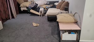 When Pet Direct delivers the goods 🙌 | Pixie's Page