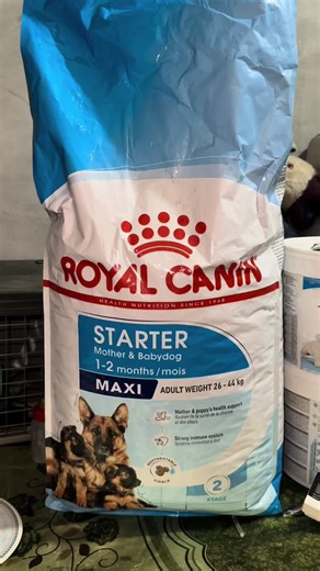 Understanding German Shepherds: A Pet Lover's Guide