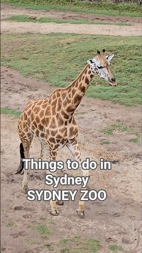 Things to do in Sydney - Sydney Zoo, extended hours. #sydney #Australia #familytravels ‪@sydney‬