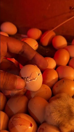 Perfect hatching - day 19