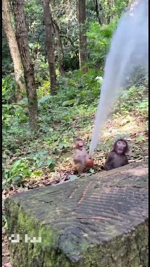 Monkey’s Coconut Bomb: The Splash of Chaos 🥥💦🐒