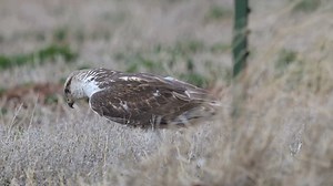 2.7K views · 103 reactions | This ferrugenous hawk I believe I have...