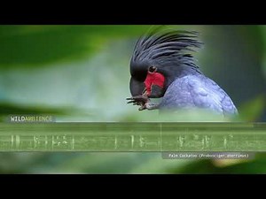 Palm Cockatoo Sounds & Calls