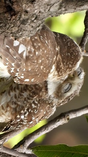 What My Phone Saw vs What My Camera Saw. Same Owl. Same Second.