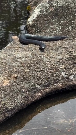 🐍 Sssstop ssscrolling—snakes are on the move! This red-bellied black snake was spotted at #GirraweenNationalPark, a reminder that snakes are a natural part of Queensland Environment. Tips to stay snake-smart while exploring: 🥾 Stay on formed tracks 👖 Wear covered shoes and long pants 🩹 Carry snake-bite-kit for first aid 🔦 Use a torch at night Snakes are protected wildlife and play a vital role in keeping ecosystems healthy. When left alone, they pose little risk to people—so give them the s