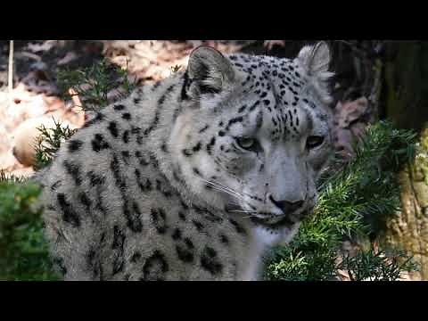 Inside the Zoo: Snow Leopards | Bronx Zoo