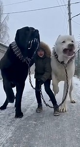 The Most Fearless Dogs in the World! What Breed Are They . | AI TUEV