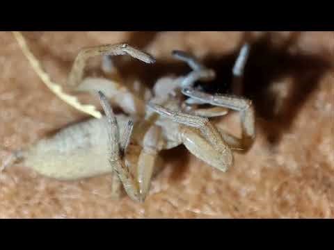 Wolf Spider death due to wasp larvae Wolf spider vs poison #wildlife
