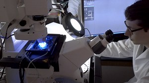 Visualizing and Analyzing Intracellular Transport of Organelles and Other Cargos in Astrocytes