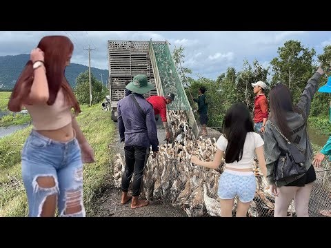 Full Video: Close-Up Rice Field Eruption as Rush Onto the Truck – A One-of-a-Kind Migration Scene!