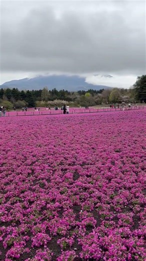 2026/4/25 富士芝櫻祭