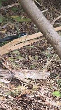Had a cool visitor while grilling this afternoon 💚🐍 He's in good shape too! #shorts #snakes #reptile
