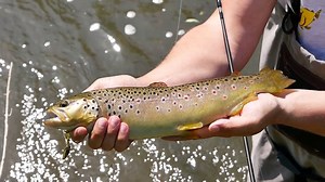 NEUES VIDEO: LEICHTES SPINNFISCHEN im FLUSS Veit Wilde stellt Euch die Seika Pro R18-Spinnrute und die TUBERTINI HIGH QUALITY Aryas-Rolle aus unserem Fishing Tackle Max GmbH & Co. KG-Programm vor und zeigt wie man mit dieser Traumkombo auf Bachforelle und Döbel angelt. | Fishing Tackle Max