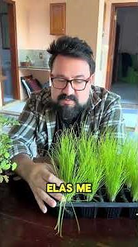 You're planting chives the wrong way!