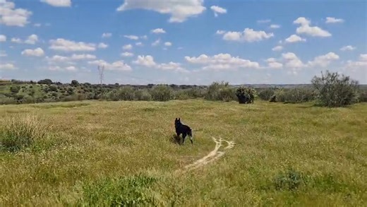 💙DORA EN ADOPCIÓN💙Policía Nacional 🐾 Nuestra compañera Dora se jubila a los 6 años. Dora es una perra sociable, obediente, cariñosa, y apegada con las personas 🥰 No se lleva bien con otros perros ni gatos. Requiere adoptante que la pueda dedicar tiempo y con experiencia en este tipo de perros. ¿Quieres que forme parte de tu familia? Rellena nuestro cuestionario y nos pondremos en contacto contigo. https://www.adoptak9.es/formulario-adopcion | Adopta K9