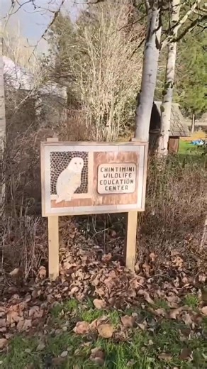 Looking back at 2025, and what a year it was! Our wildlife hospital saw over 1,600 patients last year. We had our first internet famous patient in CWC history! It was also the 'Year of the Crow' (for us). The American Crow was our most often seen species in 2025. Our education program provided over 200 educational tours, field trips, and more to thousands of guests. All of us at Chintimini are so grateful to see how much our community cares for the work that we do and for wildlife. Of course, ou