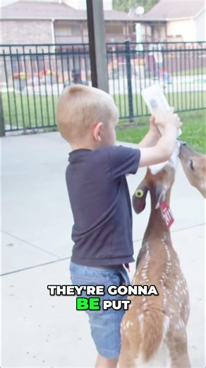 Taming Fawns: Our Embryo Program Strategy #shorts