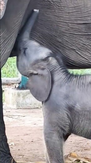 Adorable Baby Elephant Breastfeeding from Mother || Heartwarming Wildlife Moment #shots #elephant