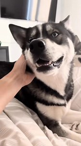 1.6K views · 68 reactions | Dont forget to wish little man a happy birthday 梁 #huskiesoftiktok #PartyWithVMAs #huskies #dogsoftiktok #dogs_fix_000 | Ken Flores | Facebook