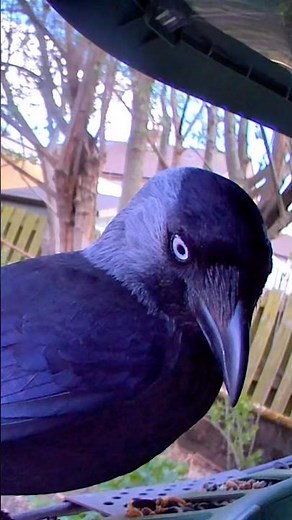 Hungry western jackdaw (Corvus Monedula)