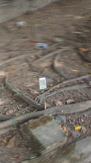 Speed Ramp Techniques in After Effects for Edits