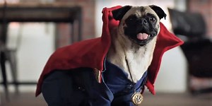 Dogtor Strange: Canines Unite In Promo For Marvel's Home Video Release