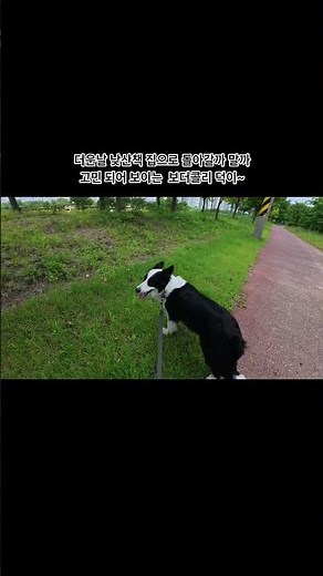 더운날 집으로 돌아가고픈 보더콜리!(눈치보는 덕이)