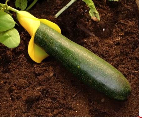 149M views · 1M reactions | 5-Minute Crafts on Reels | Facebook