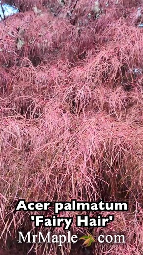 Acer palmatum 'Fairy Hair' 🍁🔥🔥🔥🔥 | MrMaple Show & Podcast