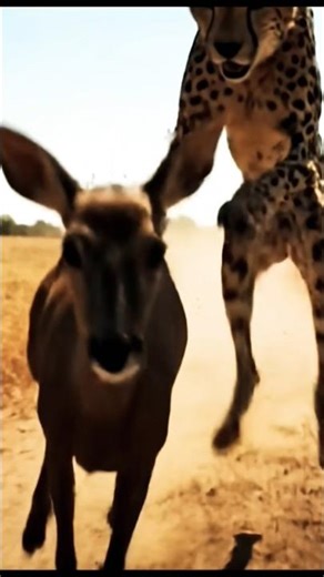 Fastest Chase Ever 😱 | Cheetah’s Deadly Sprint