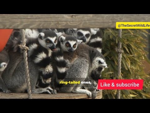 Lemurs facts Full video #trending #facts #lemur #viralvideo #video #monkey #wildlife #nature#animals
