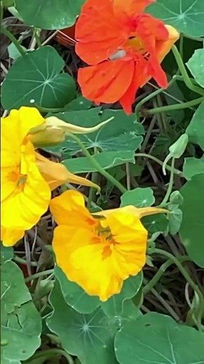 Best Plants for Window Boxes