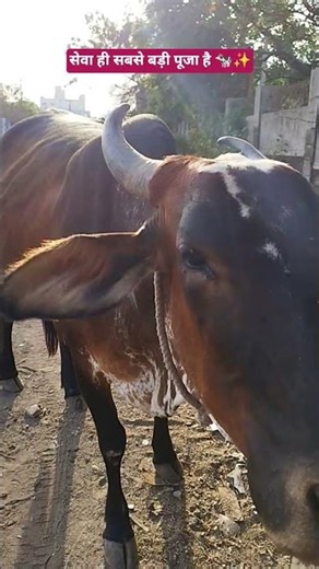 सेवा ही सबसे बड़ी पूजा है 🐄✨#cow #goseva #animallovers #animals