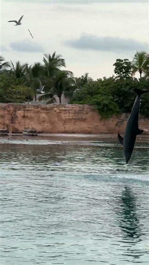 Feeding Dolphins in the Bahamas
