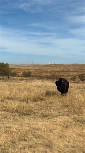 996 reactions · 49 shares | Our favorite bull! Has been producing some of our best calves over the years. This might be his last breeding season on the ranch. #texomabisoncompany #blackbison #eatbison #bisonranching #oklahoma | Texoma Bison Company | Facebook